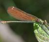 Calopteryx virgo